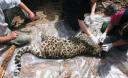 Amur leopard killed and beaten - only six females remain.