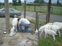 Bob milking his goats