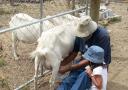 Milking the goat with a small helper
